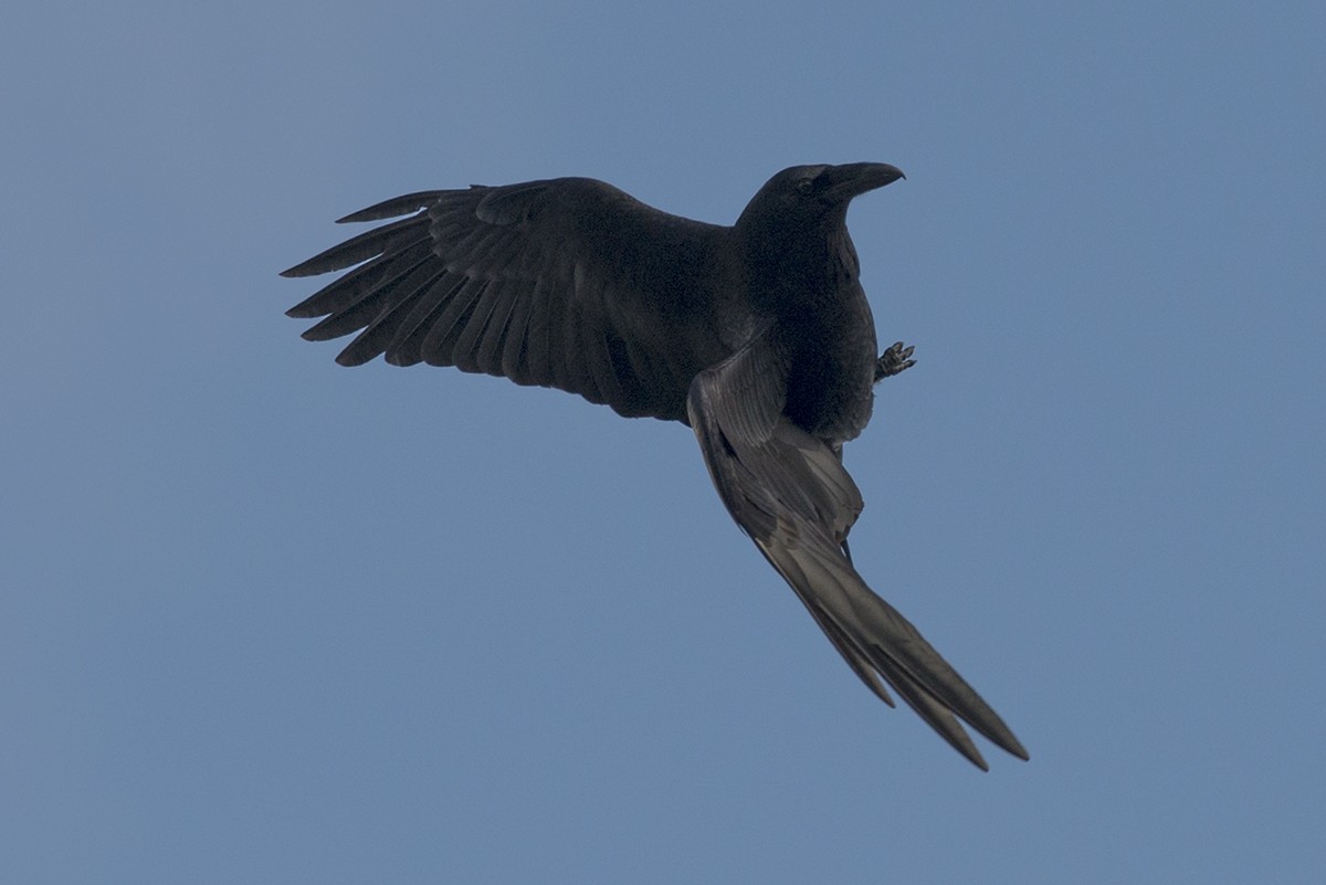 Common Raven - Bernardo Alps