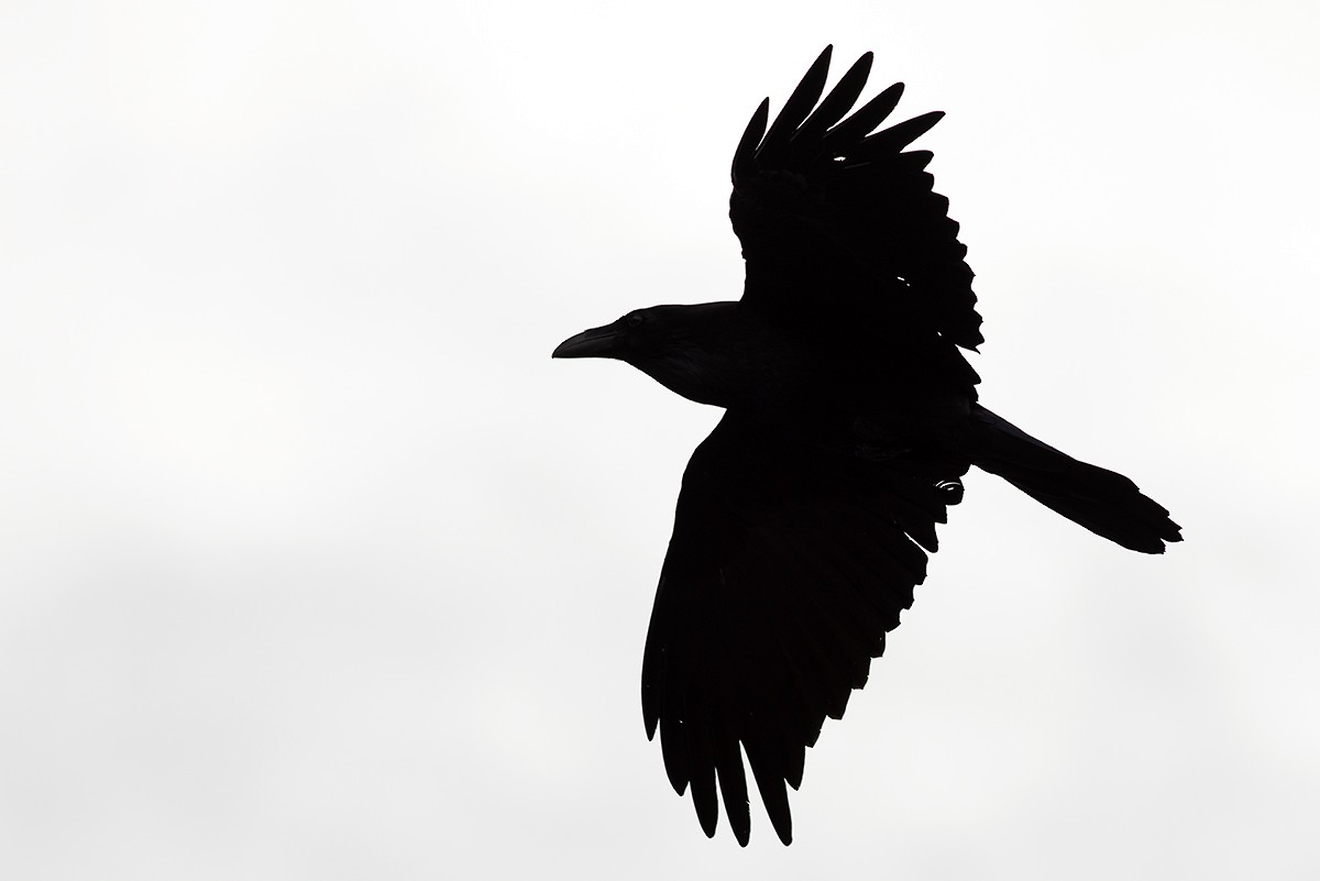 Common Raven - Bernardo Alps