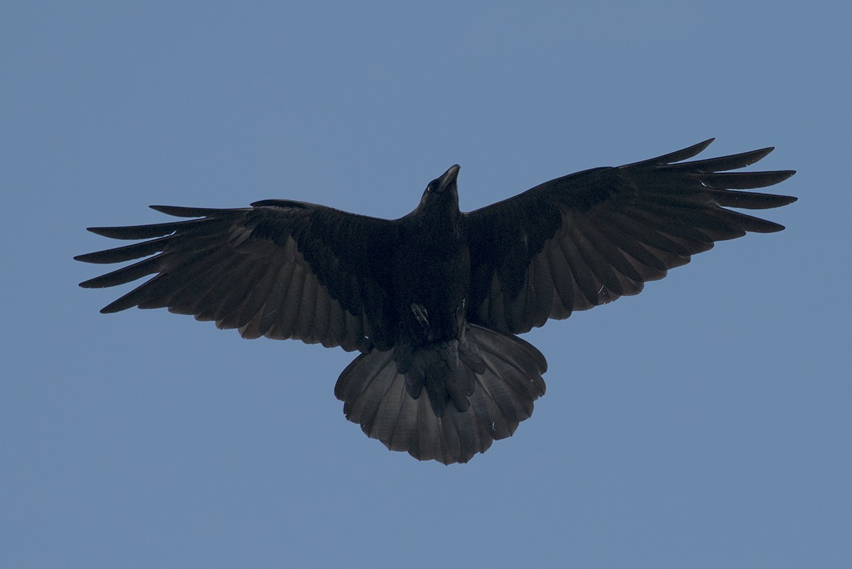 Common Raven - ML46453771