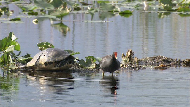  - Common Gallinule