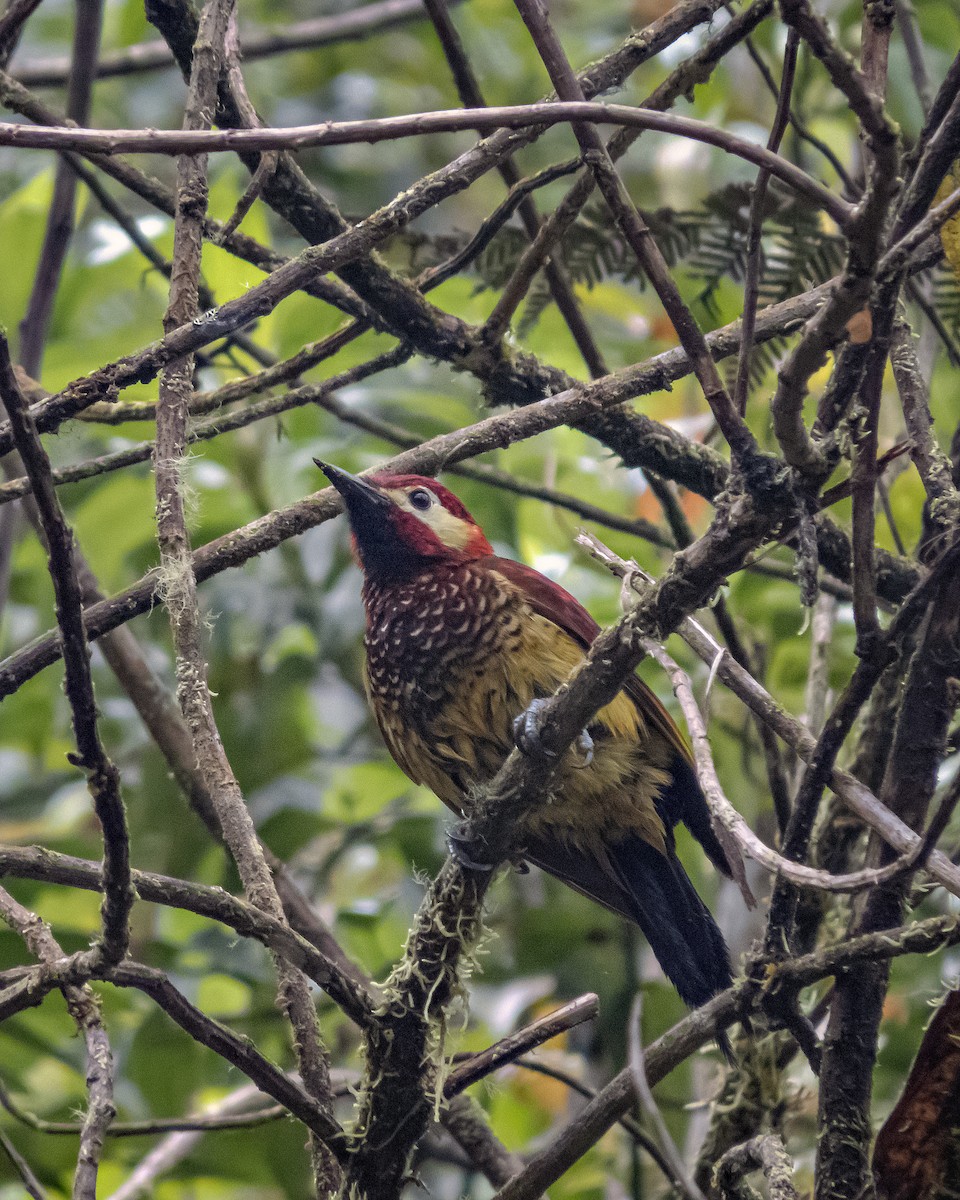 Crimson-mantled Woodpecker - ML464543741