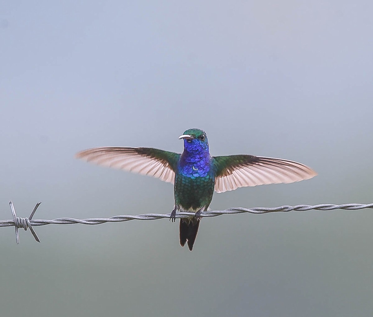 Sapphire-throated Hummingbird - Ricardo Rojas Arguedas