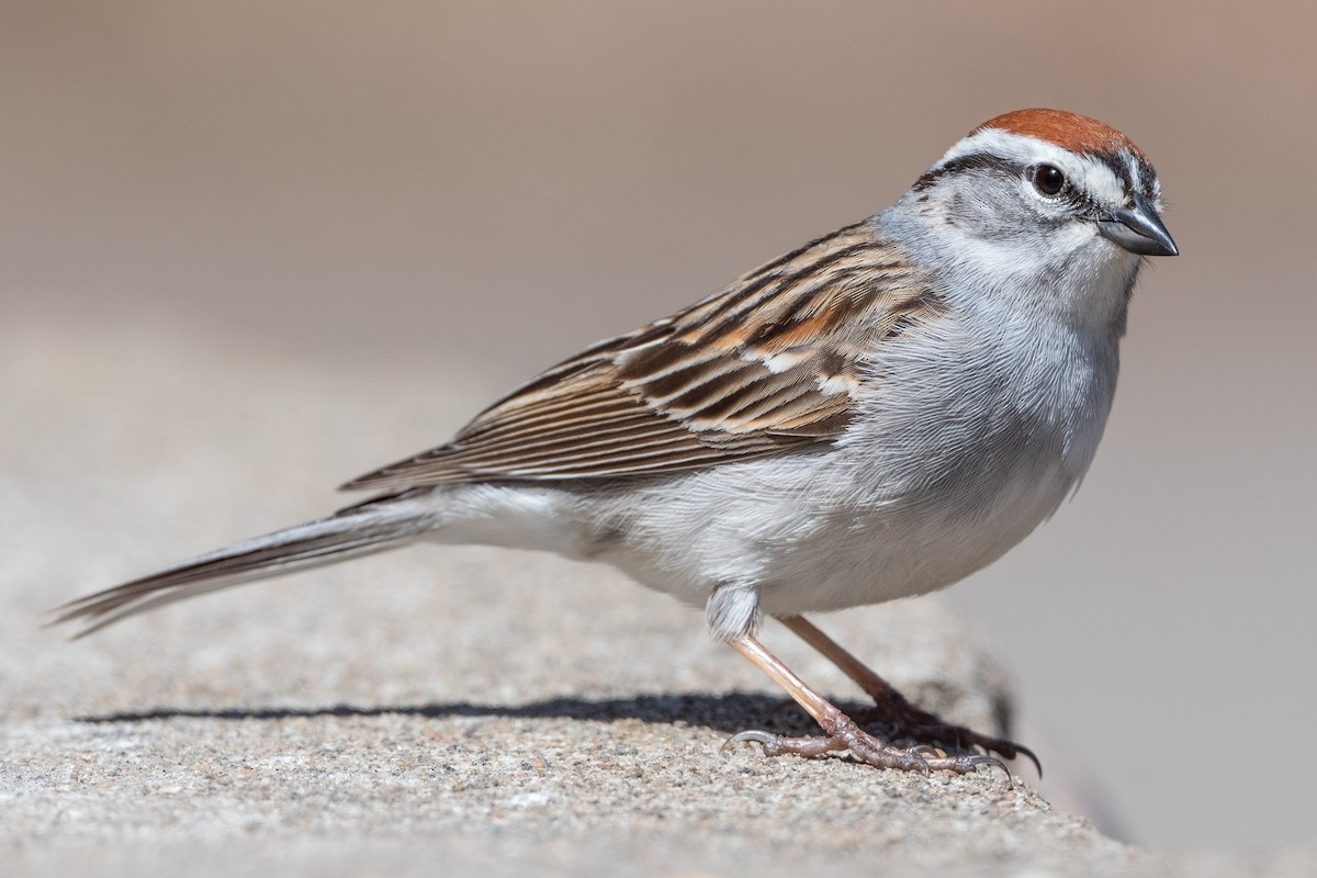 Chipping Sparrow - ML464550351