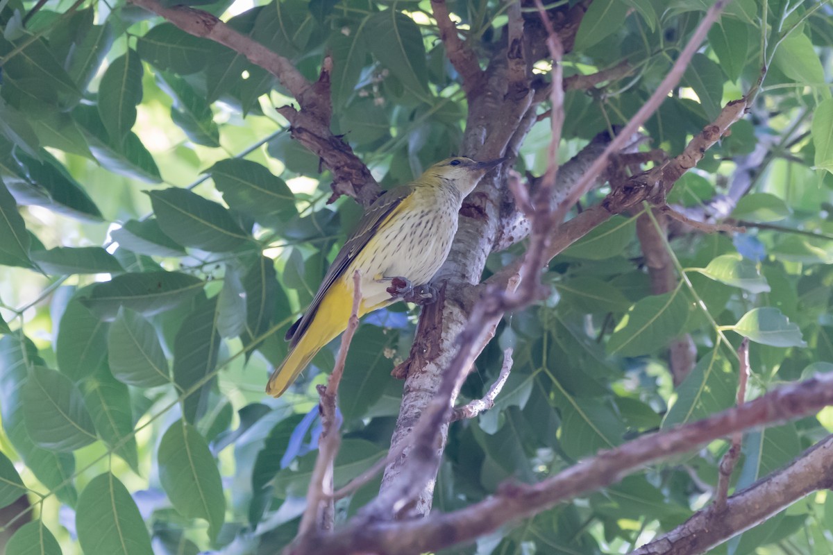 Indian Golden Oriole - ML464551311