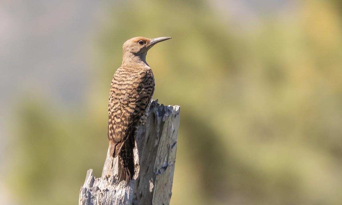 Northern Flicker (Red-shafted) - ML464551531