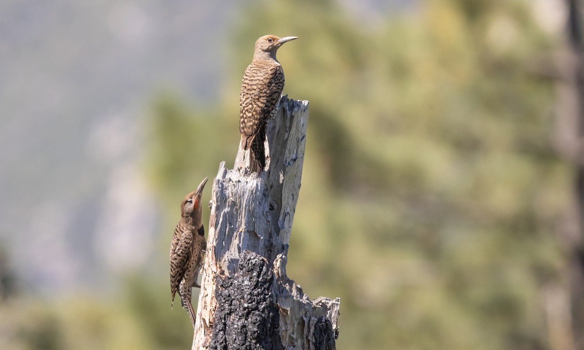 Northern Flicker (Red-shafted) - ML464551571