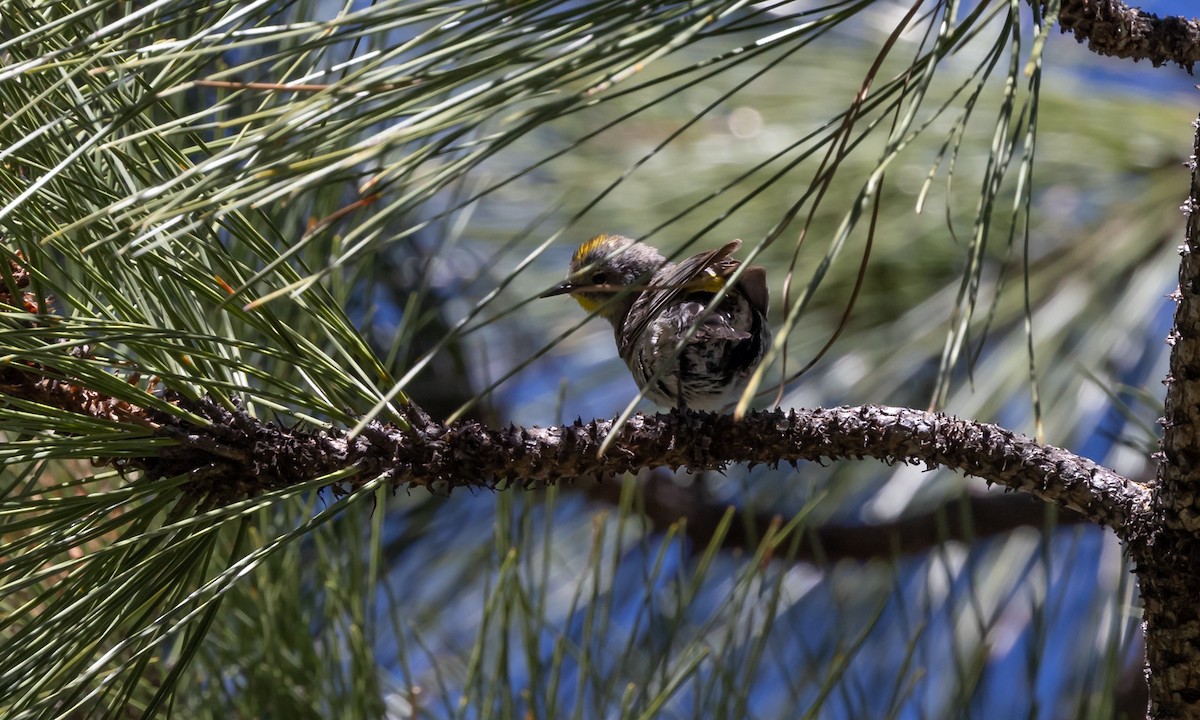 Yellow-rumped Warbler (Audubon's) - ML464552431
