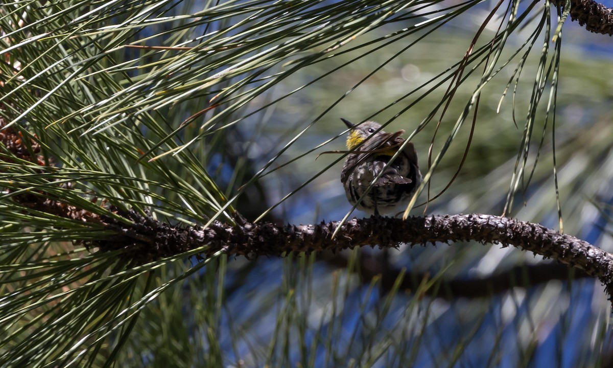 Yellow-rumped Warbler (Audubon's) - ML464552461