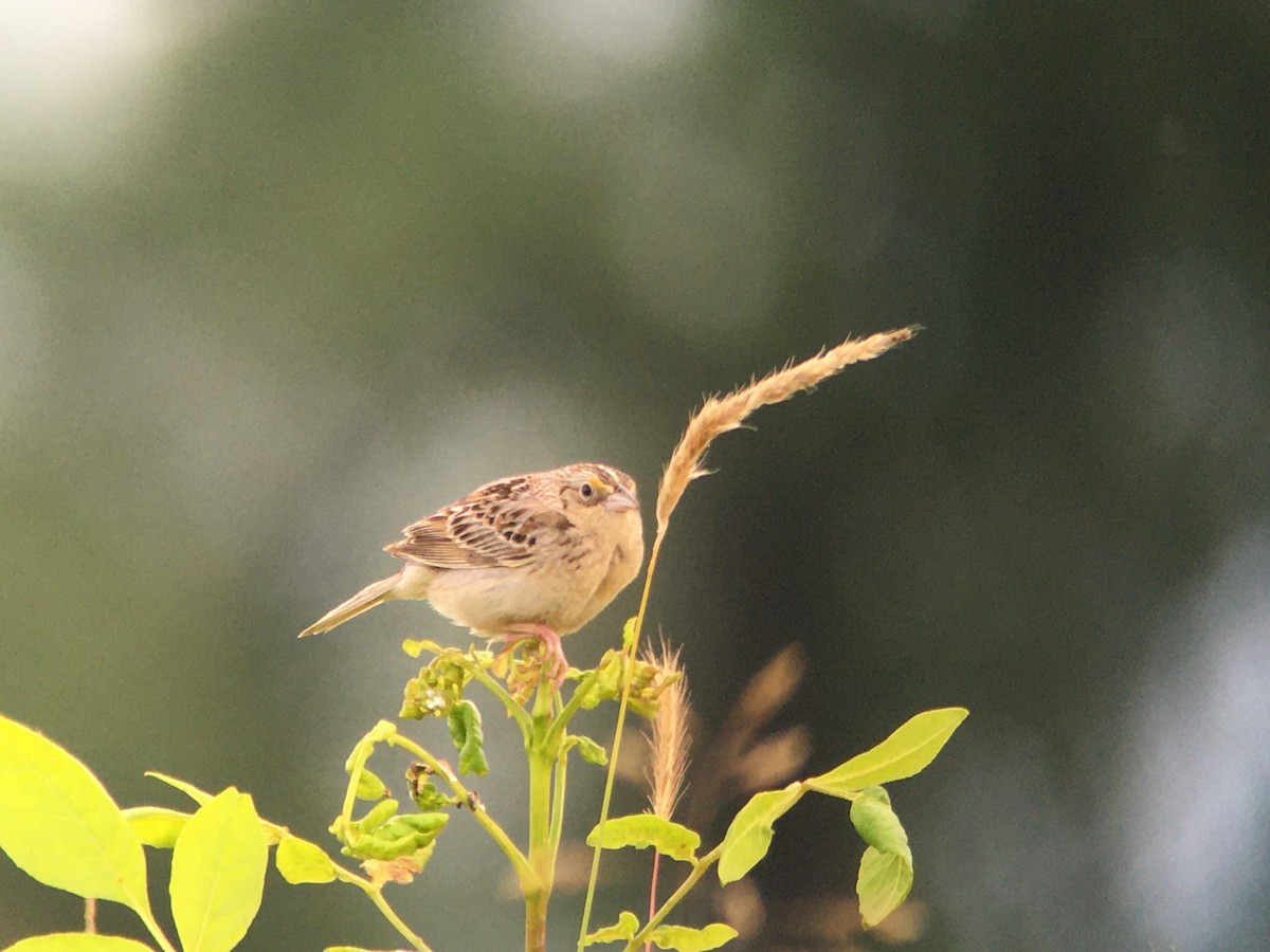 Grasshopper Sparrow - ML464553051