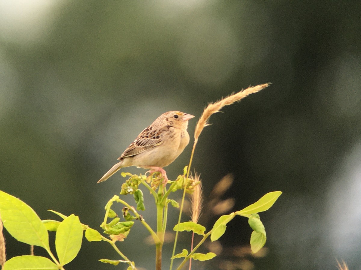 Grasshopper Sparrow - ML464553061