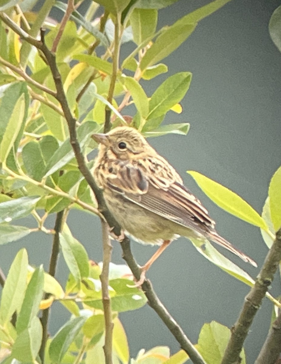 Savannah Sparrow - ML464562651