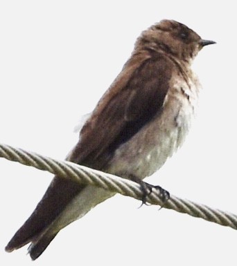 Northern Rough-winged Swallow - ML464567801