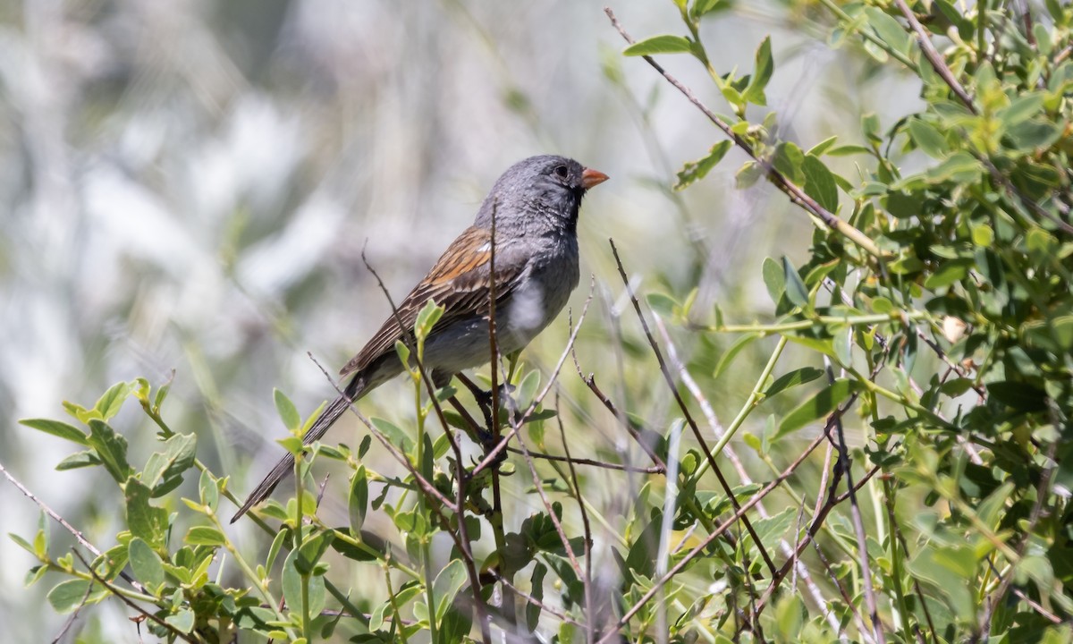 Black-chinned Sparrow - ML464567851