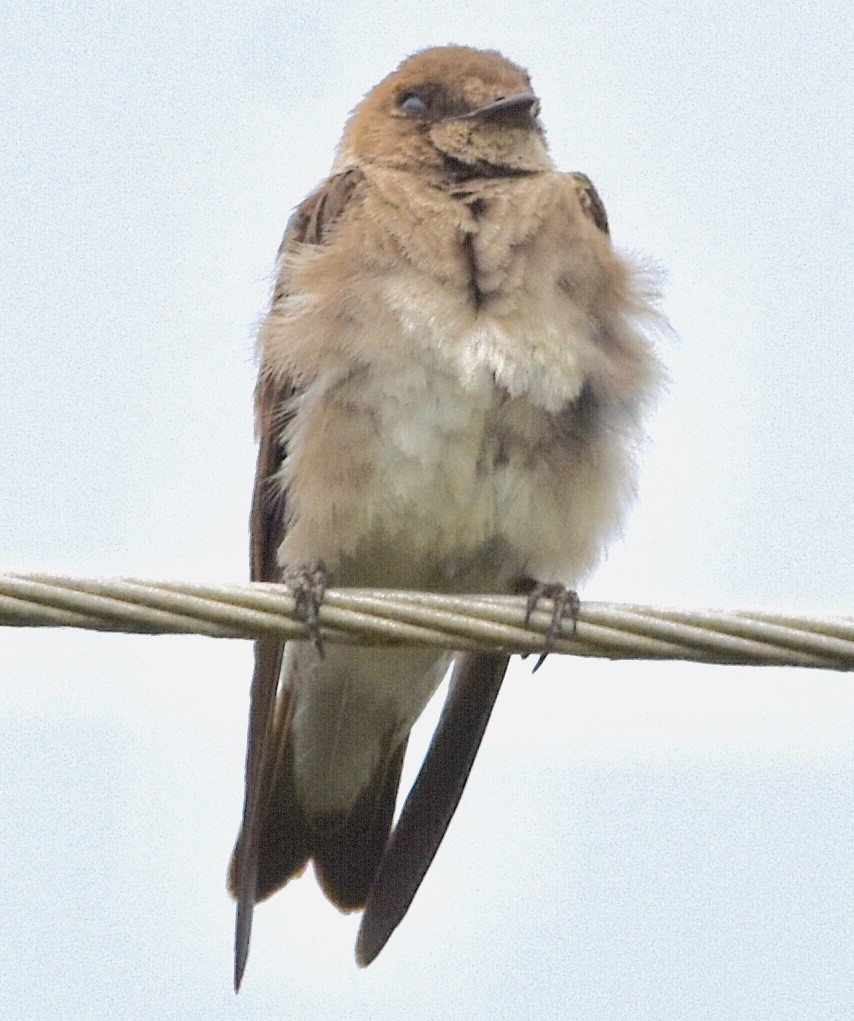 Northern Rough-winged Swallow - Jason C. Martin