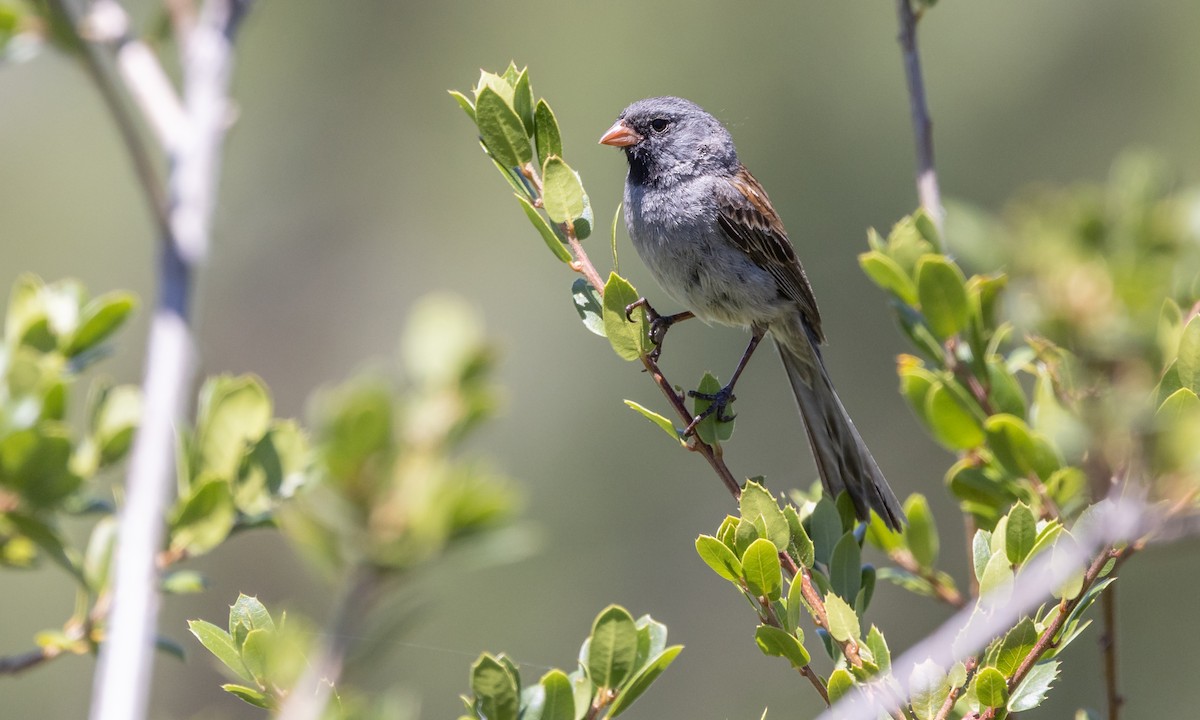 Black-chinned Sparrow - ML464568131