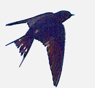 Barn Swallow - ML464568191