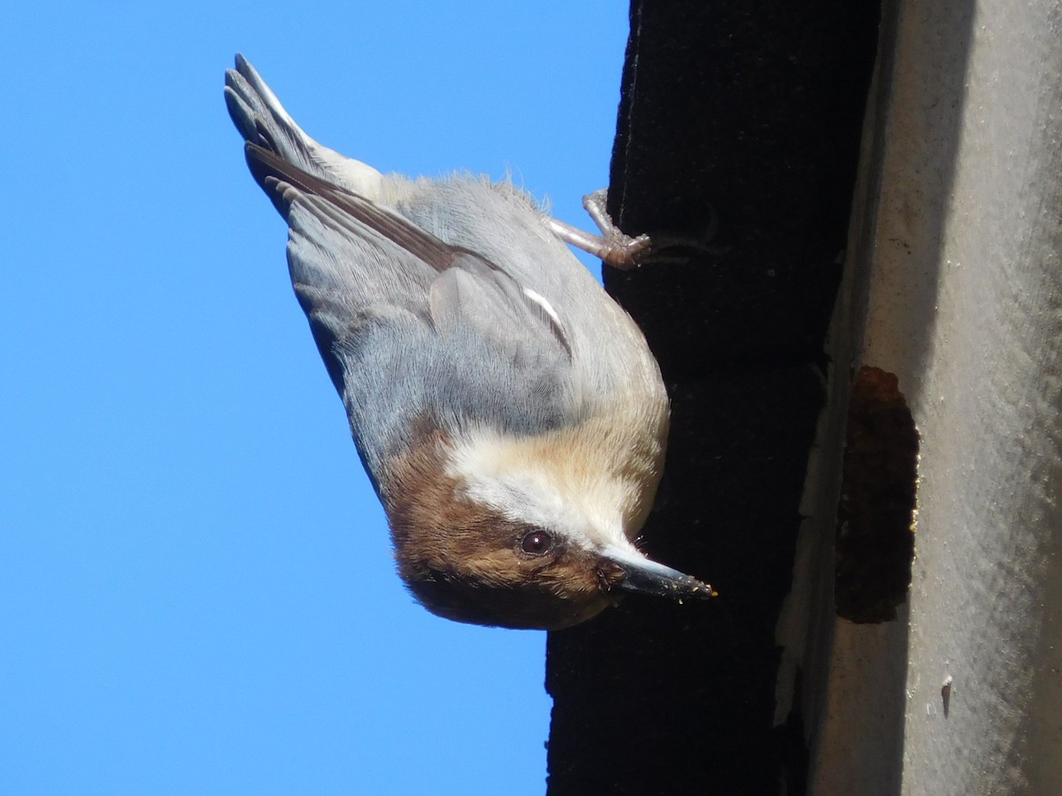 Brown-headed Nuthatch - ML46456871