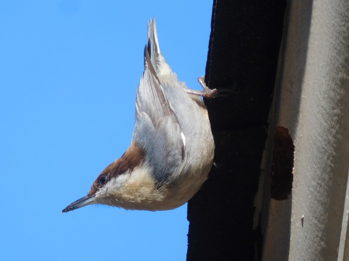 Brown-headed Nuthatch - Eric Cormier