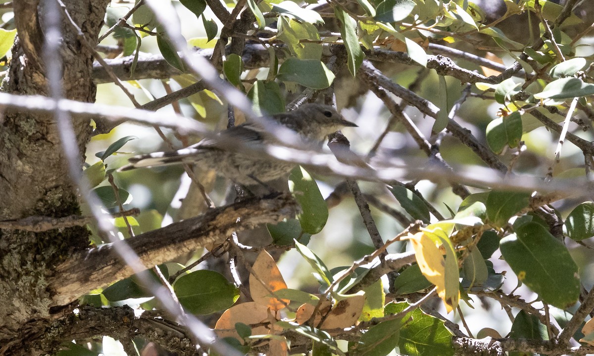 Yellow-rumped Warbler (Audubon's) - ML464569781