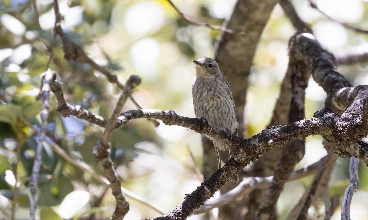 Yellow-rumped Warbler (Audubon's) - ML464569791