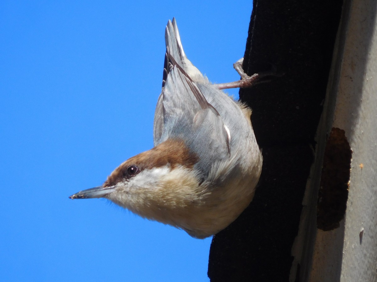 Brown-headed Nuthatch - Eric Cormier