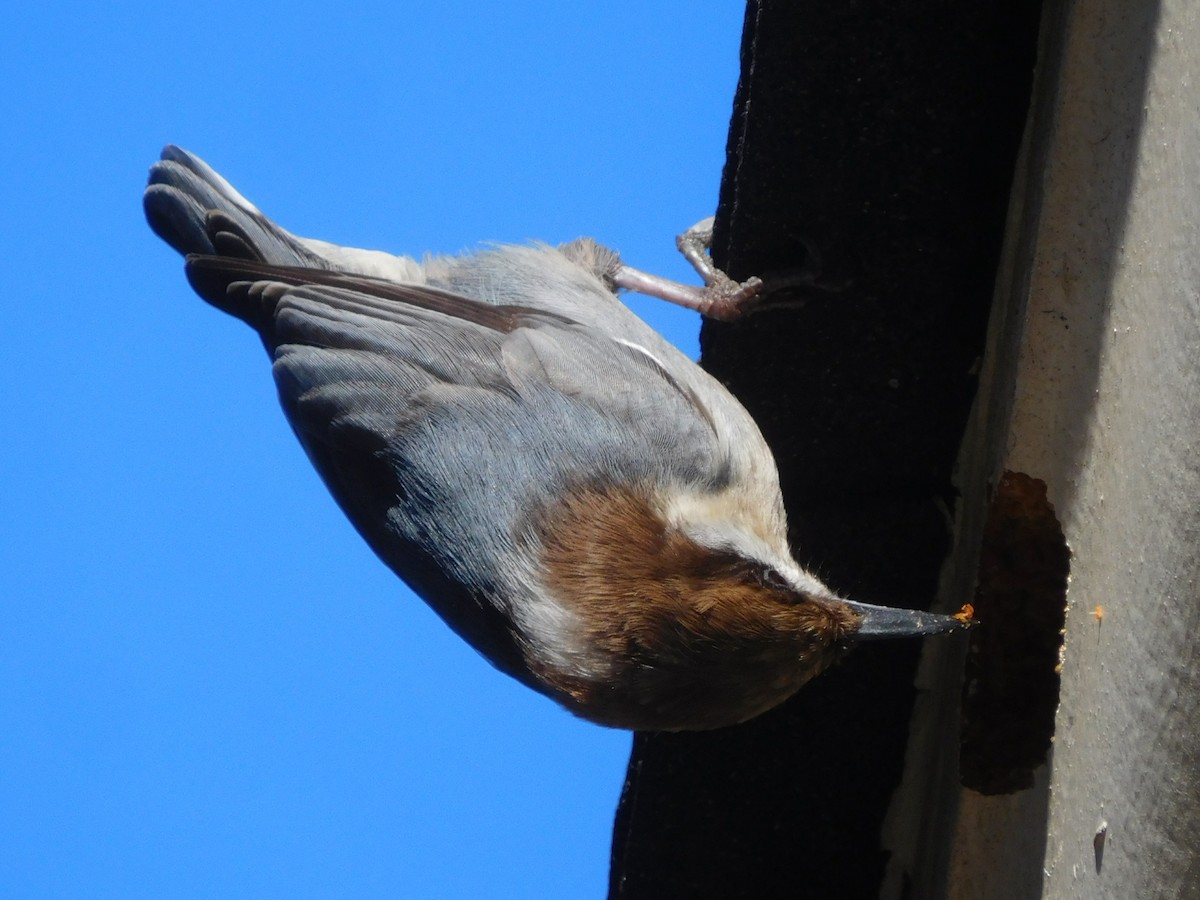 Brown-headed Nuthatch - ML46457131