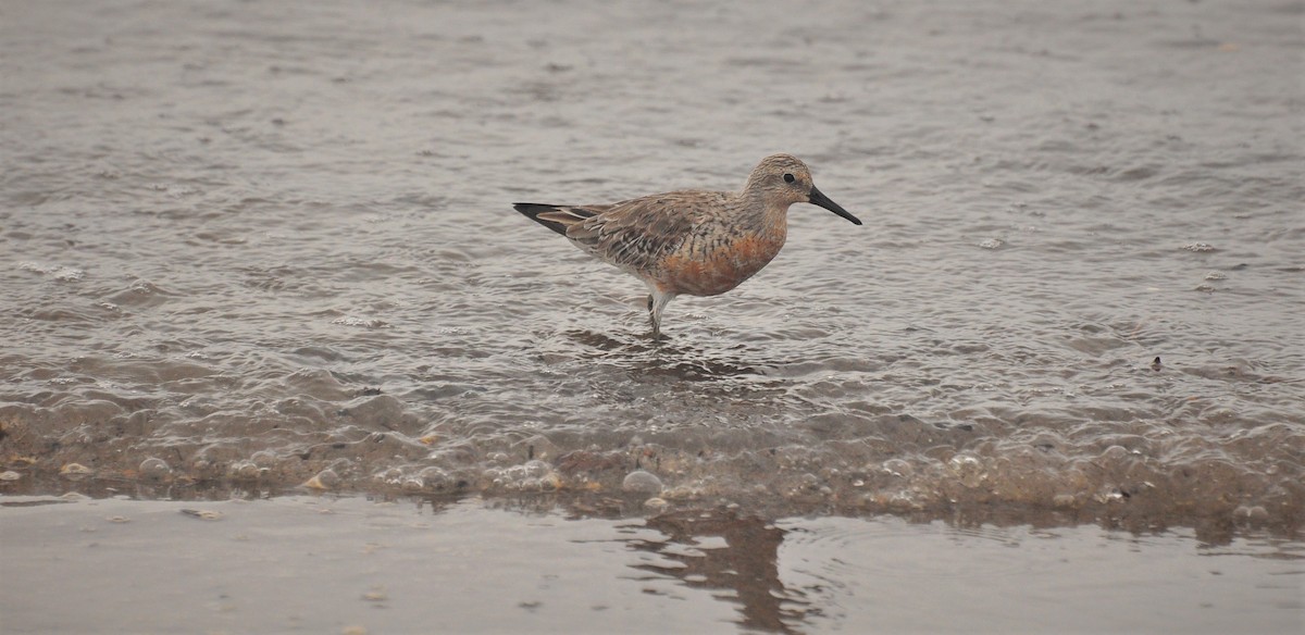 Red Knot - Michael Rehman