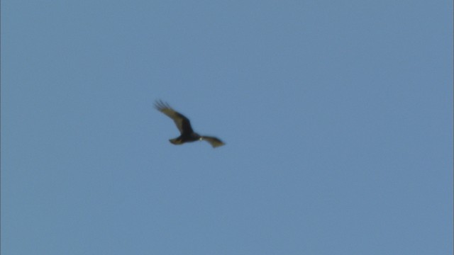 Zone-tailed Hawk - ML464577
