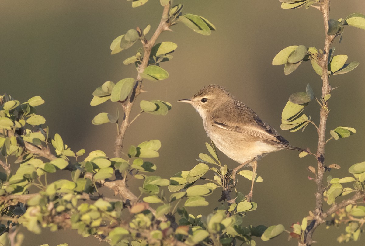 Booted Warbler - ML46458021