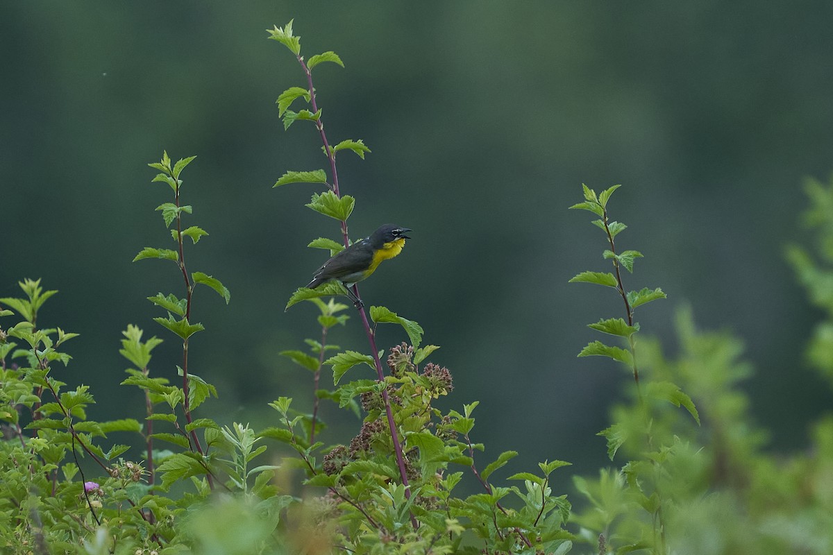 Yellow-breasted Chat - ML464581811
