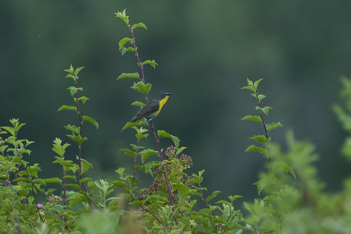 Yellow-breasted Chat - ML464581831