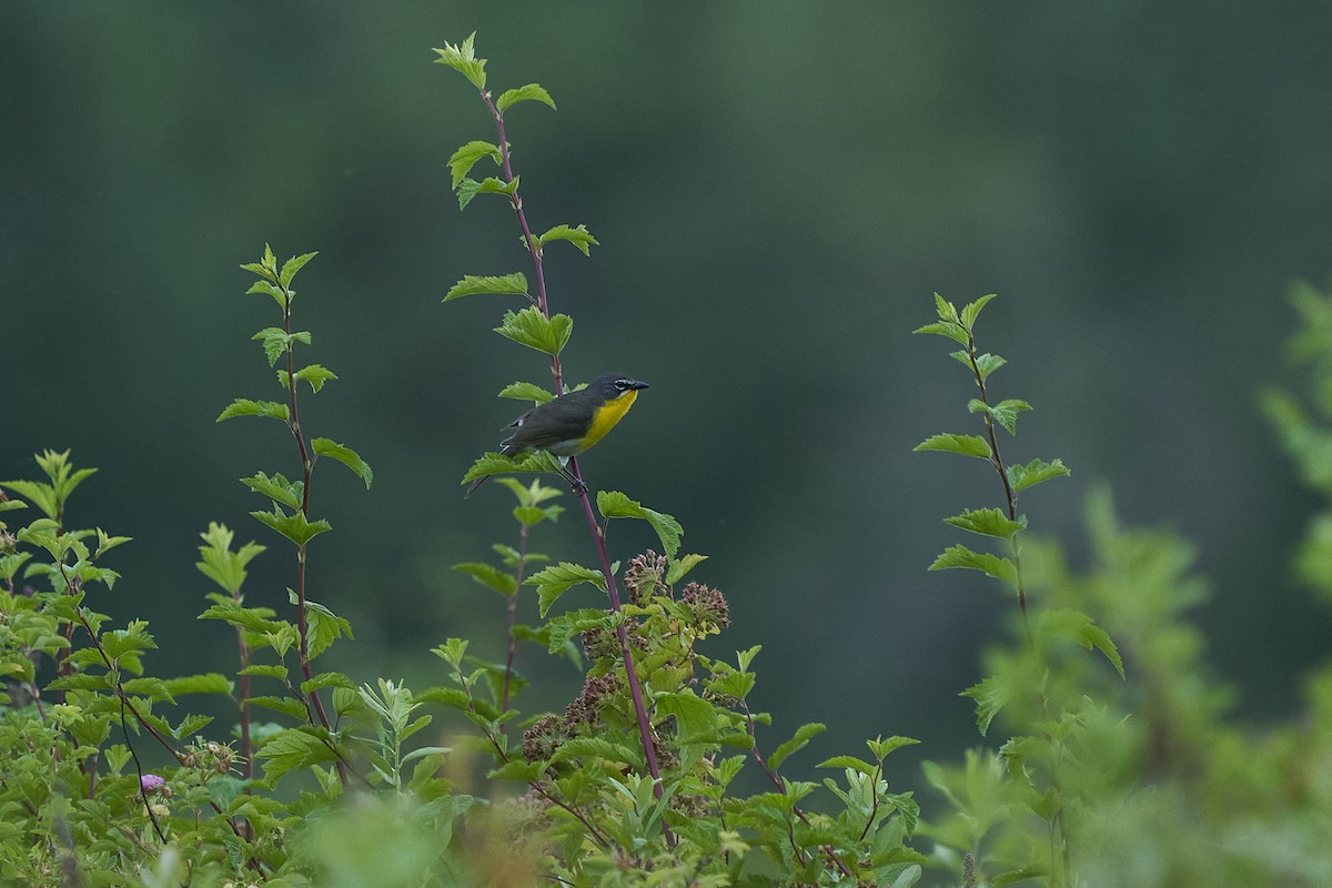 Yellow-breasted Chat - ML464581841