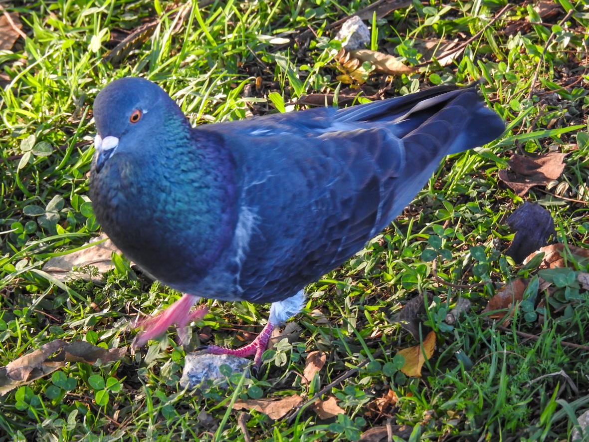 Rock Pigeon (Feral Pigeon) - ML464583821
