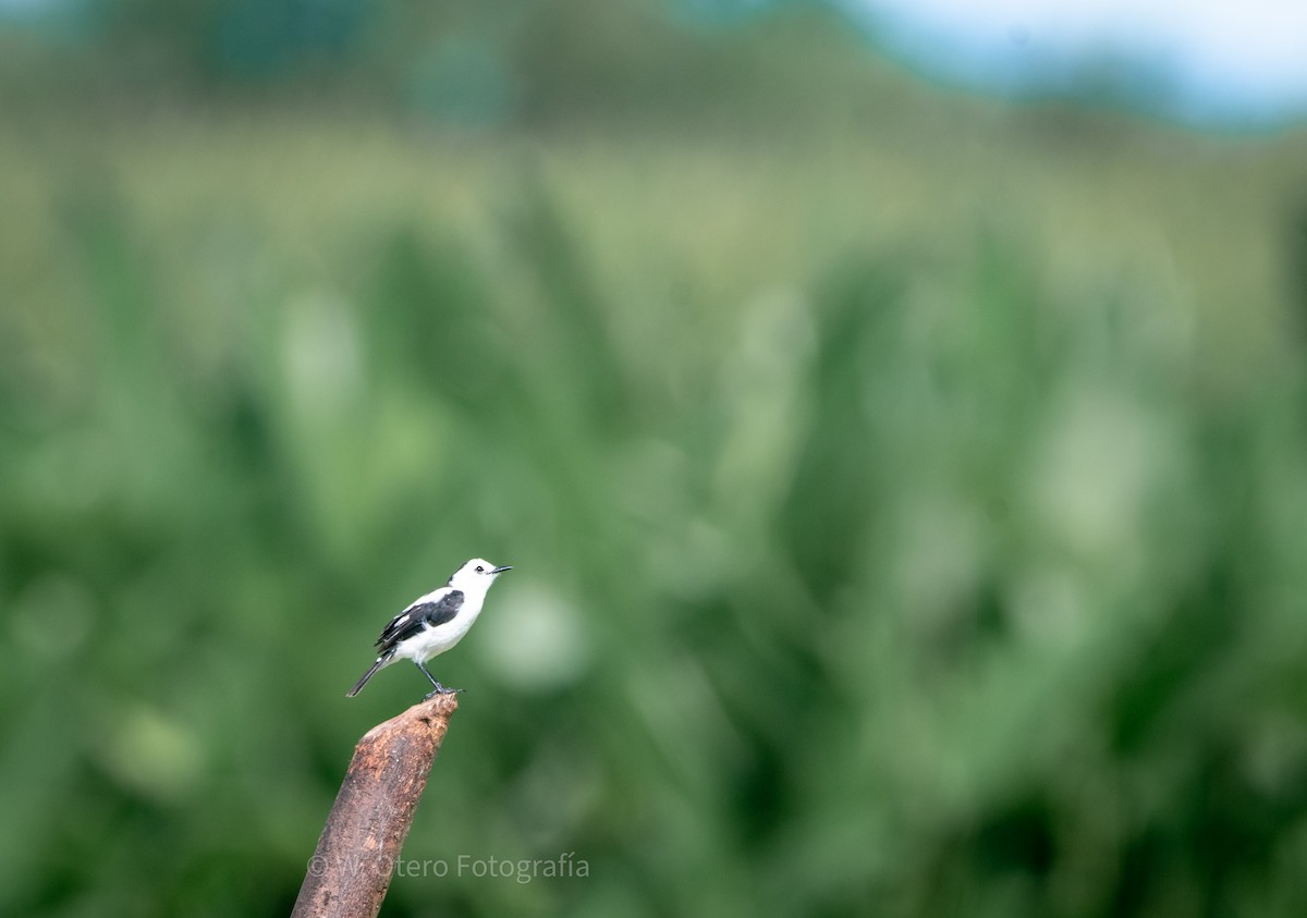 Pied Water-Tyrant - Wilmer  Otero Rosales