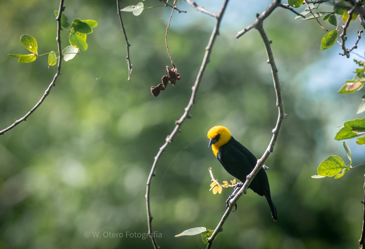 Yellow-hooded Blackbird - Wilmer  Otero Rosales