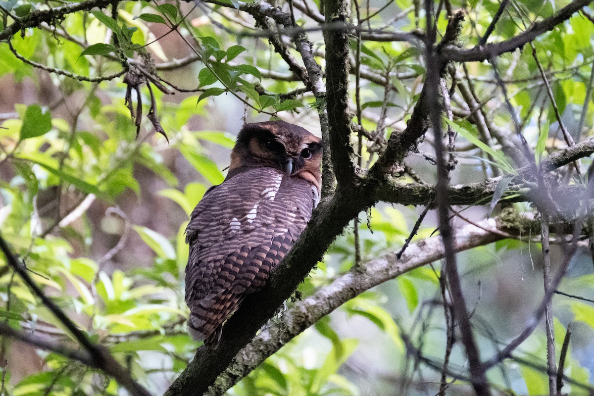 Brown Wood-Owl - Susan Myers