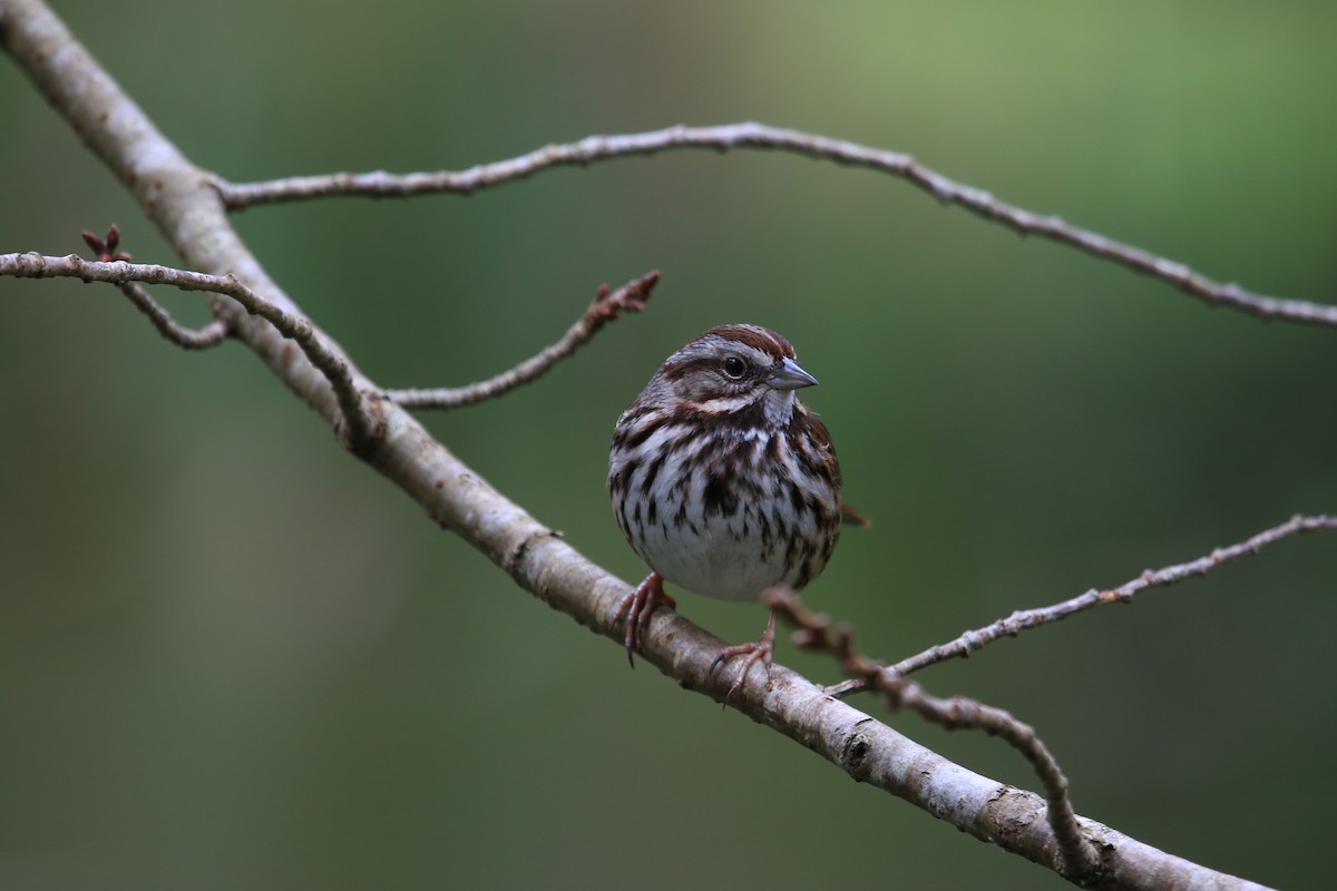 Song Sparrow - Janet Kelly