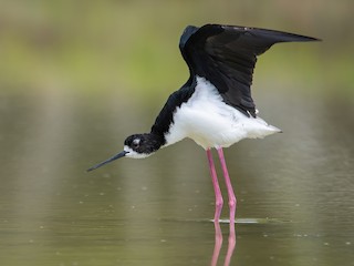  - Black-necked Stilt (Hawaiian)