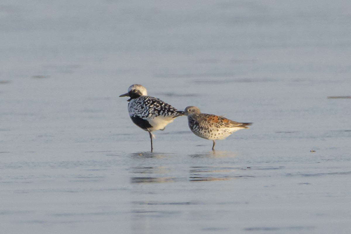 Great Knot - ML464595781