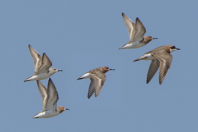 Variation in alternate plumages - Spoon-billed Sandpiper - 