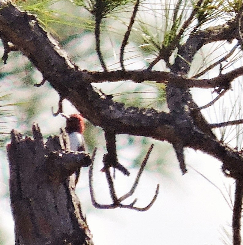 Red-headed Woodpecker - ML46459651