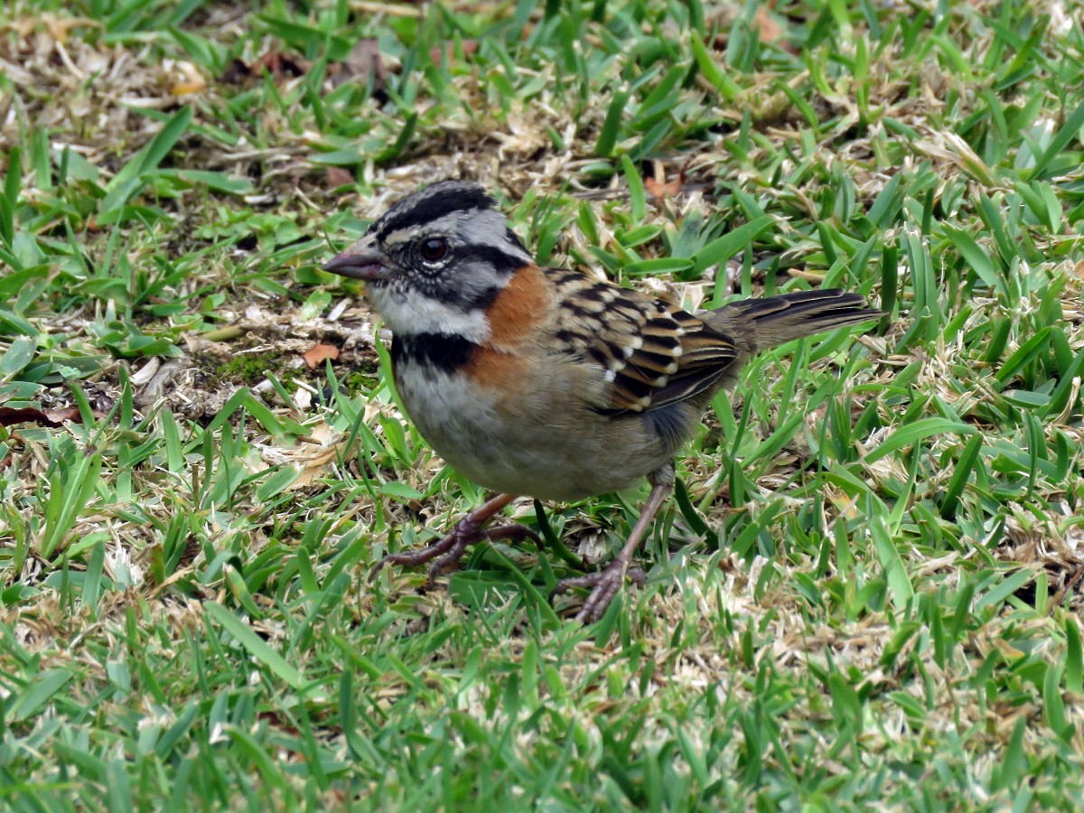 Rufous-collared Sparrow - Amy Evenstad