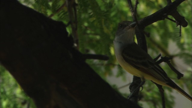 Brown-crested Flycatcher (Arizona) - ML464598