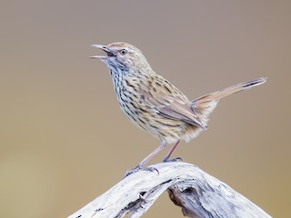  - Western Fieldwren