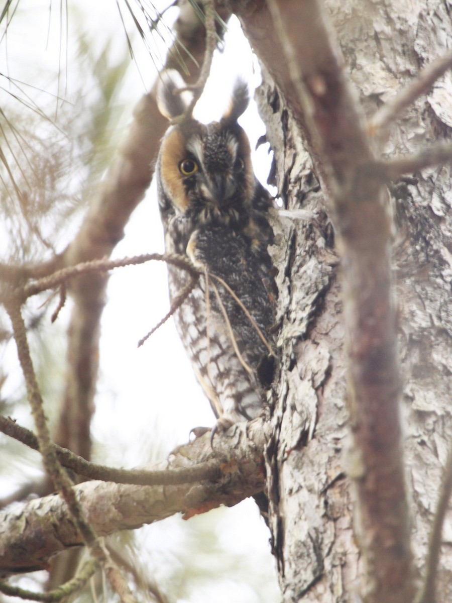 Long-eared Owl - Lyle Hamilton
