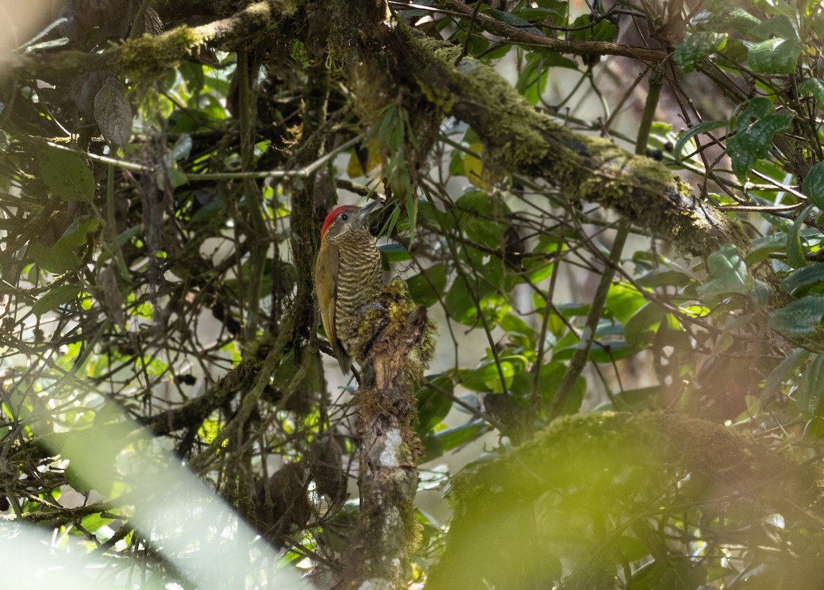 Bar-bellied Woodpecker - ML464599151