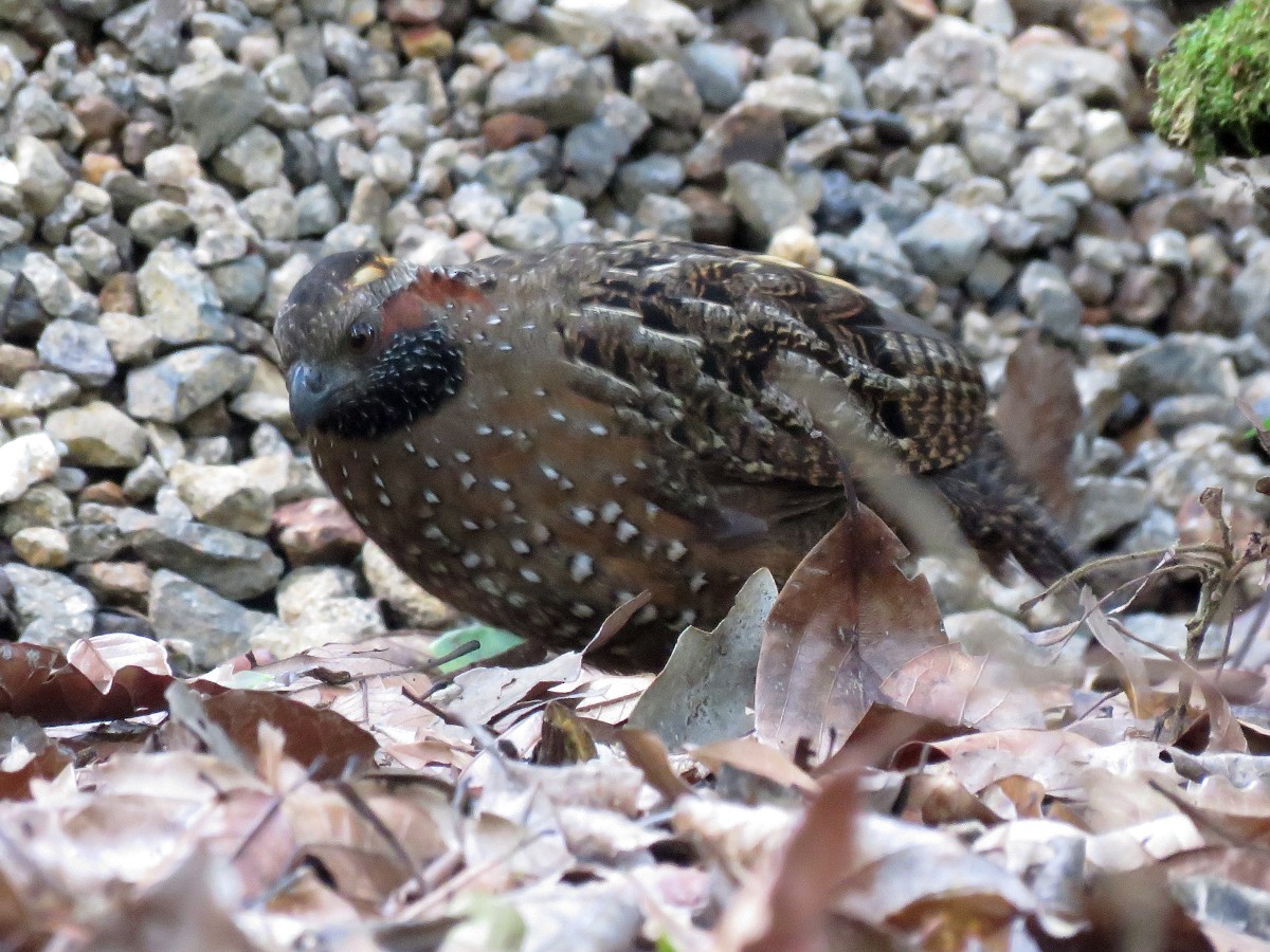 Spotted Wood-Quail - Amy Evenstad