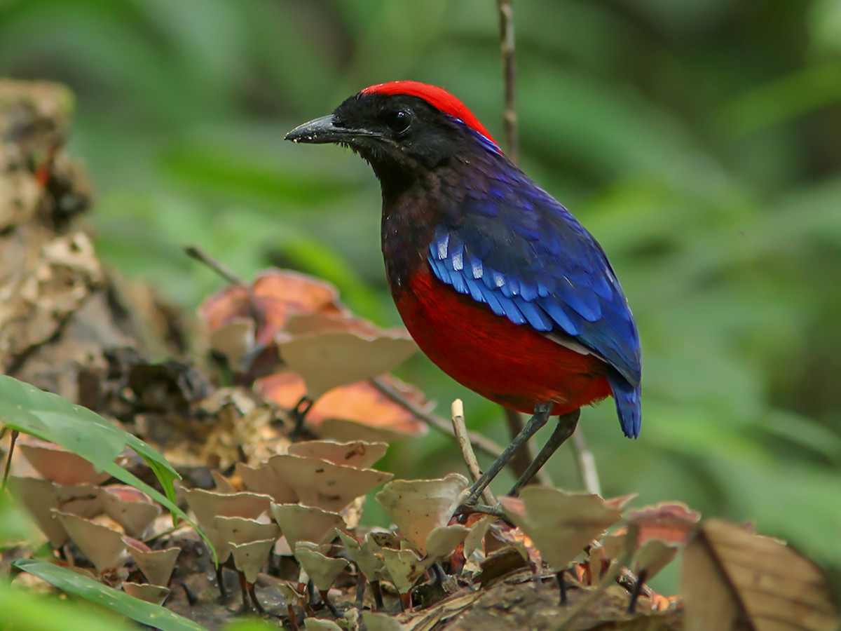 Garnet Pitta Bird: Covered in Spellbinding Blues and Reds Making for a ...