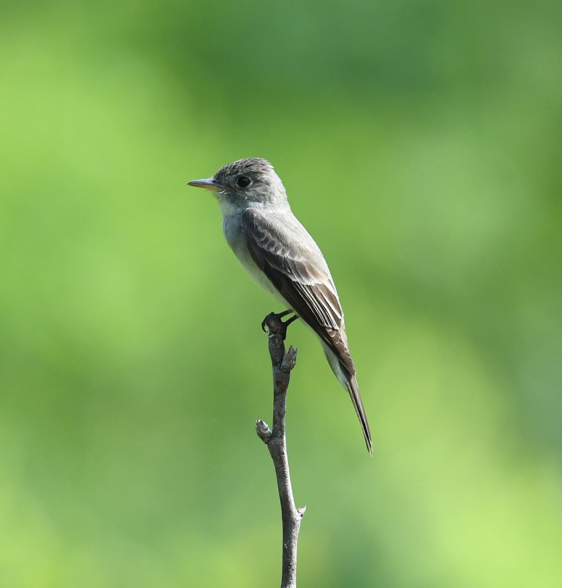 Eastern Wood-Pewee - Cindy Stacy