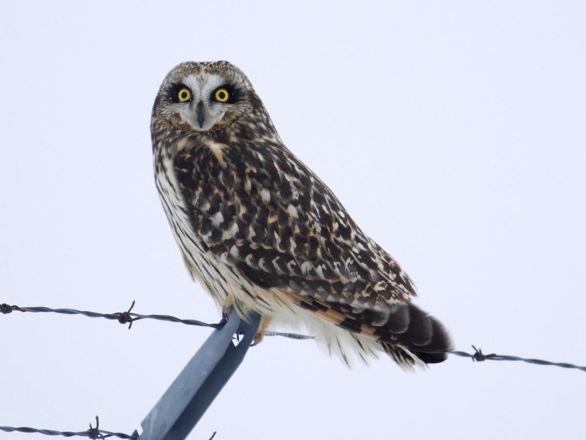 Short-eared Owl - Lyle Hamilton